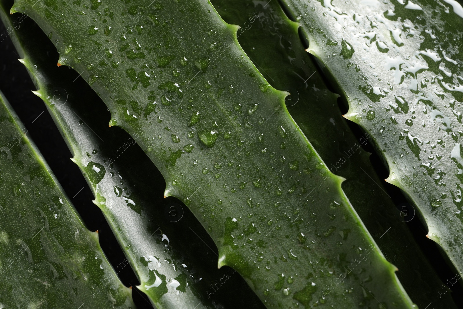 Photo of Green aloe vera leaves with water drops as background, top view