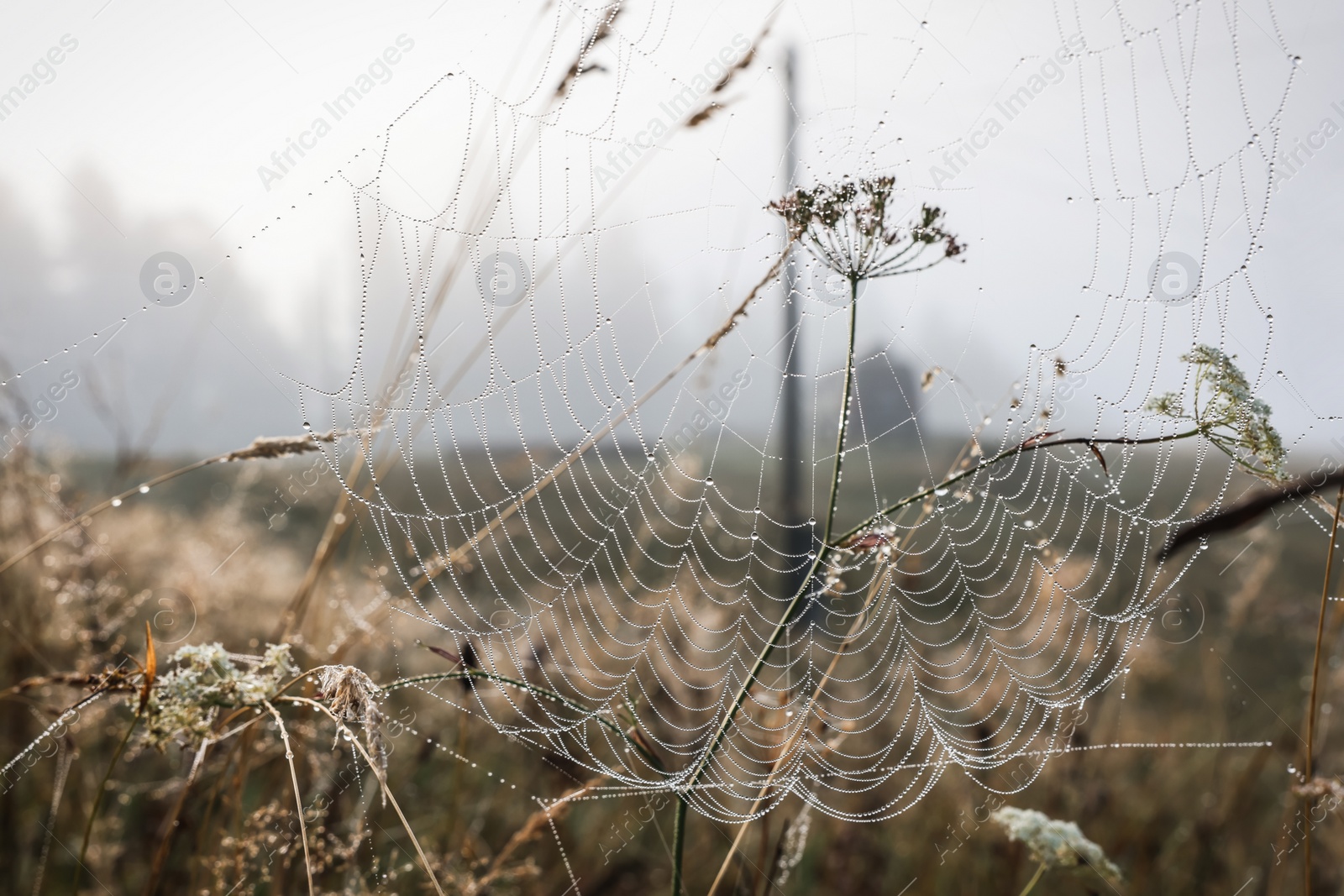 Photo of Closeup view of cobweb with dew drops on meadow