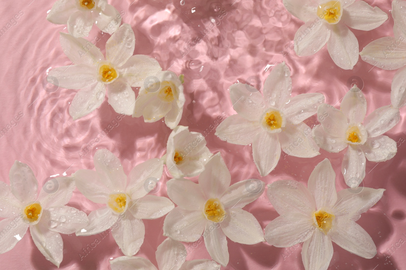 Photo of Beautiful daffodils in water on pink background, top view