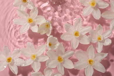 Beautiful daffodils in water on pink background, top view