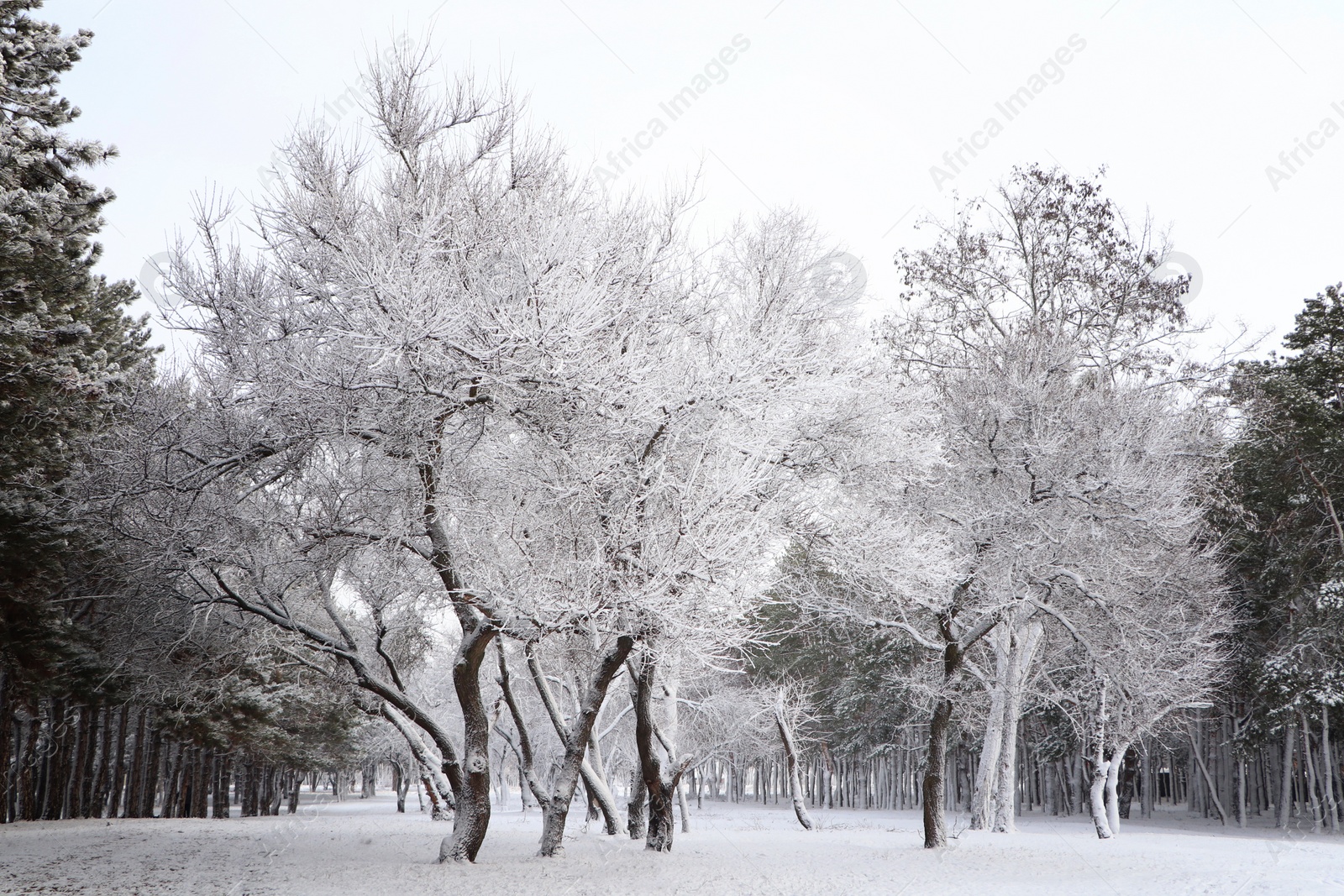 Photo of Picturesque view of beautiful forest covered with snow