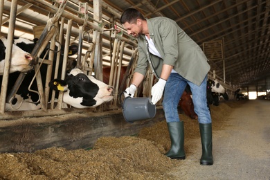 Photo of Farmer feeding cow with hay on farm. Animal husbandry