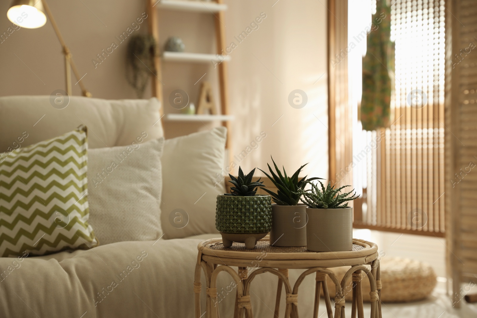 Photo of Beautiful potted houseplants on table in living room