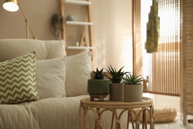 Beautiful potted houseplants on table in living room