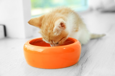 Cute little red kitten eating from bowl on floor