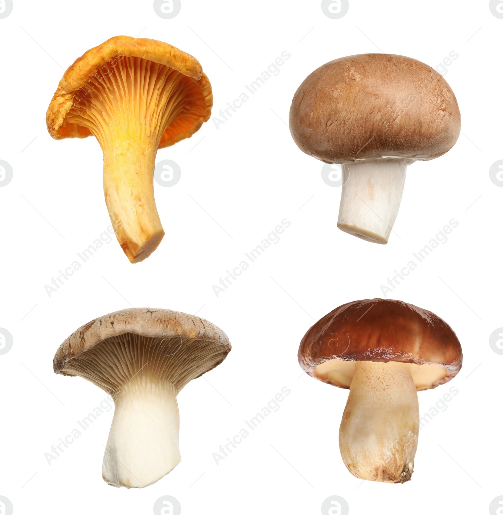 Image of Set of different fresh mushrooms on white background