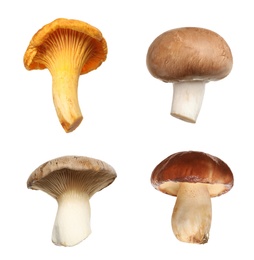 Image of Set of different fresh mushrooms on white background