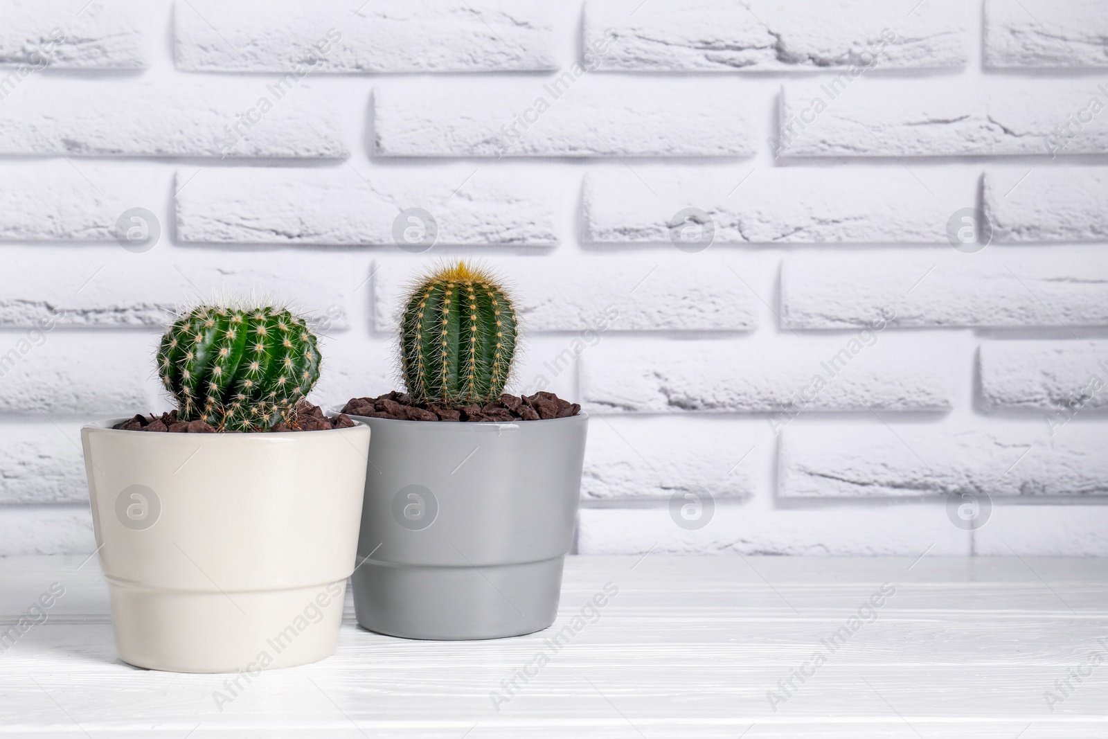 Photo of Beautiful green cacti on white wooden table, space for text