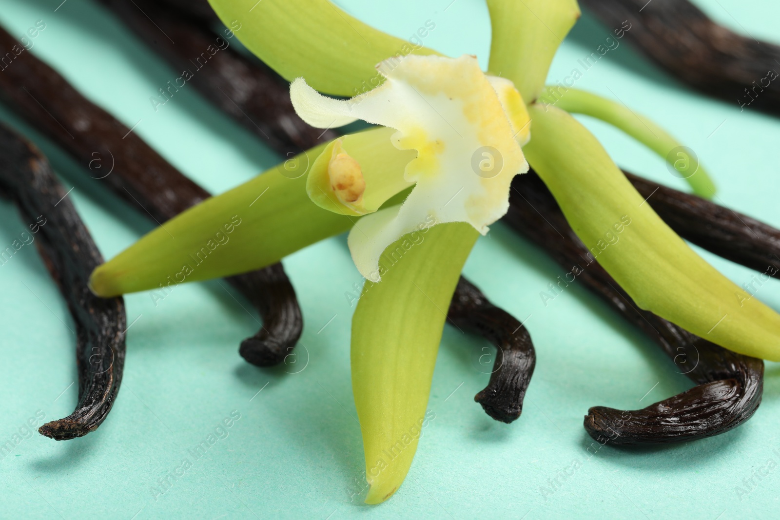 Photo of Vanilla pods and beautiful flower on turquoise background, closeup