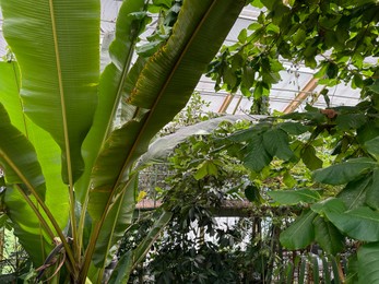 Photo of Many different plants growing in botanical garden