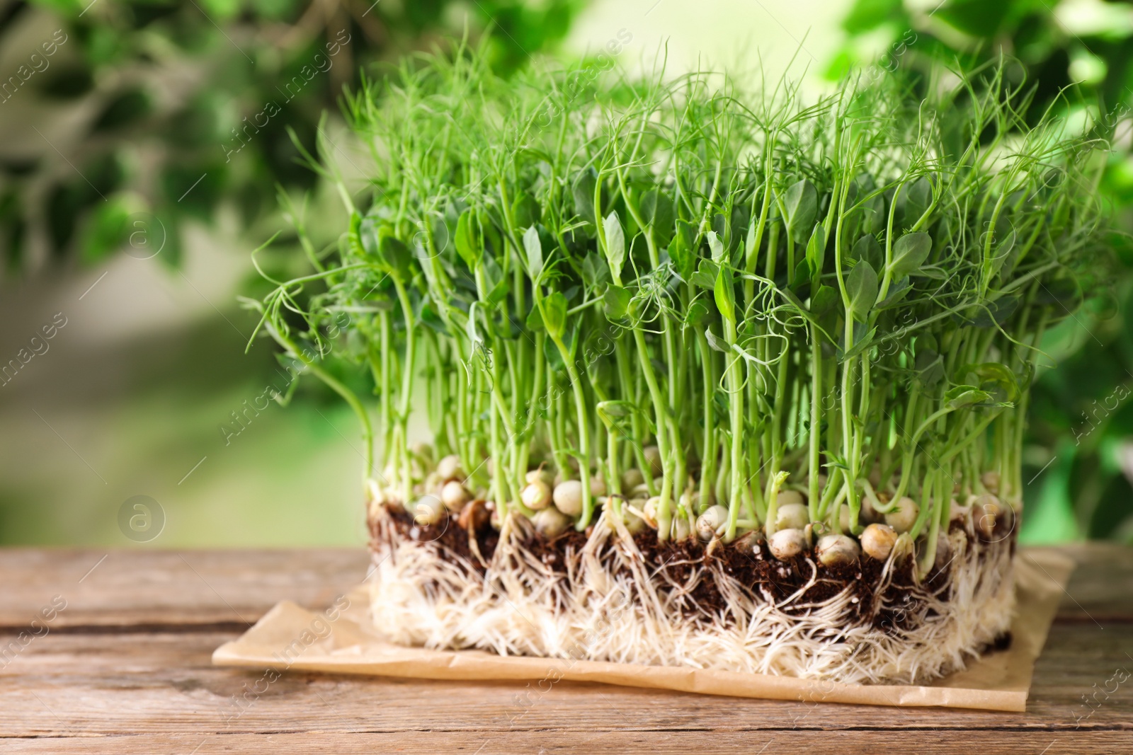 Photo of Fresh organic microgreen sprouts on wooden table