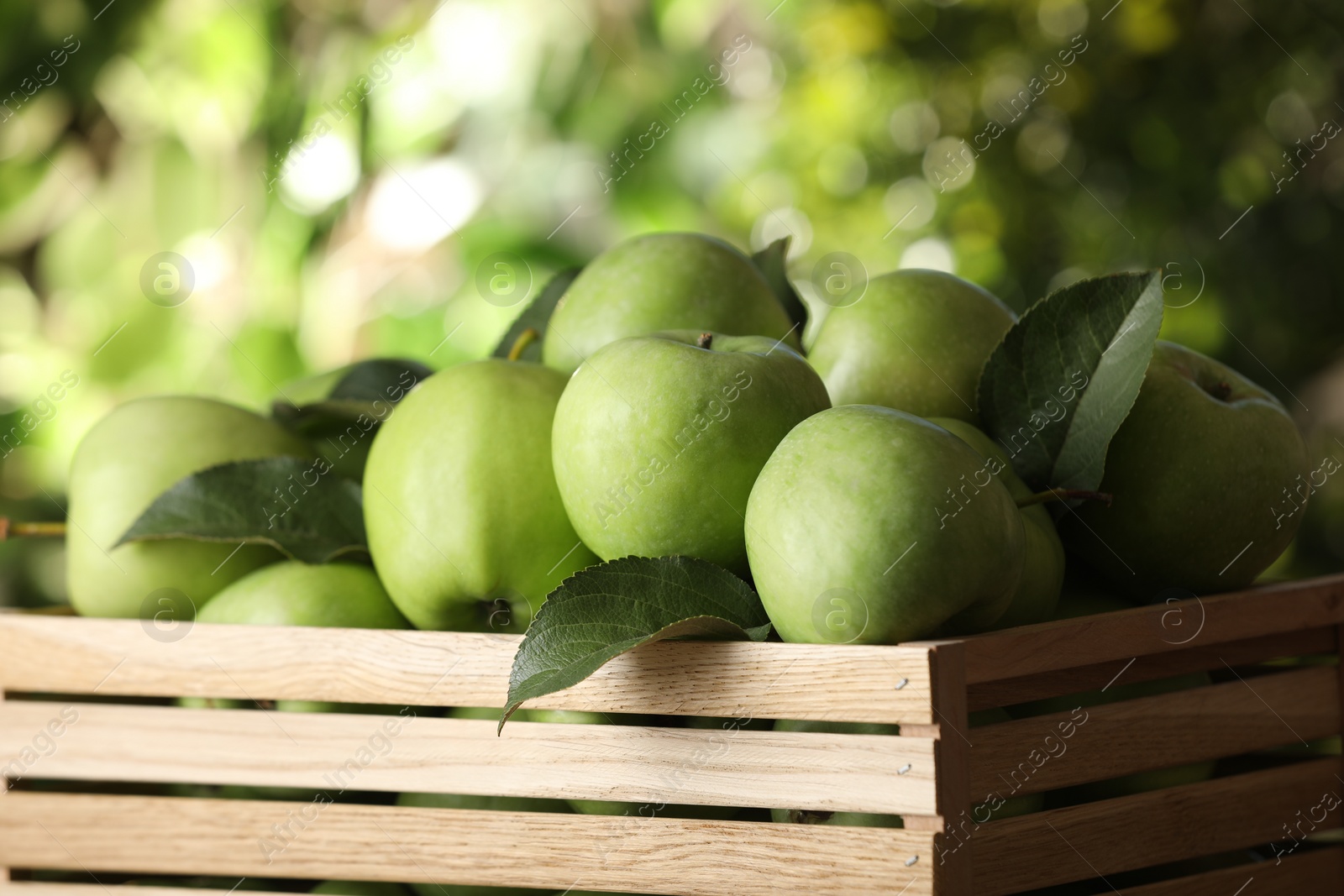 Photo of Crate full of ripe green apples and leaves on blurred background, closeup