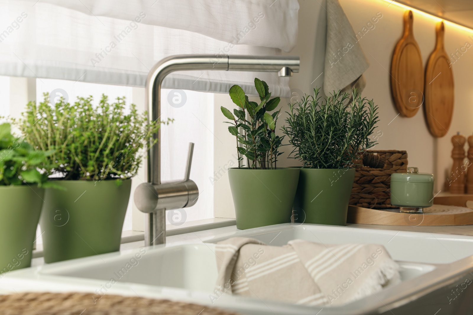 Photo of Different aromatic potted herbs on countertop in kitchen