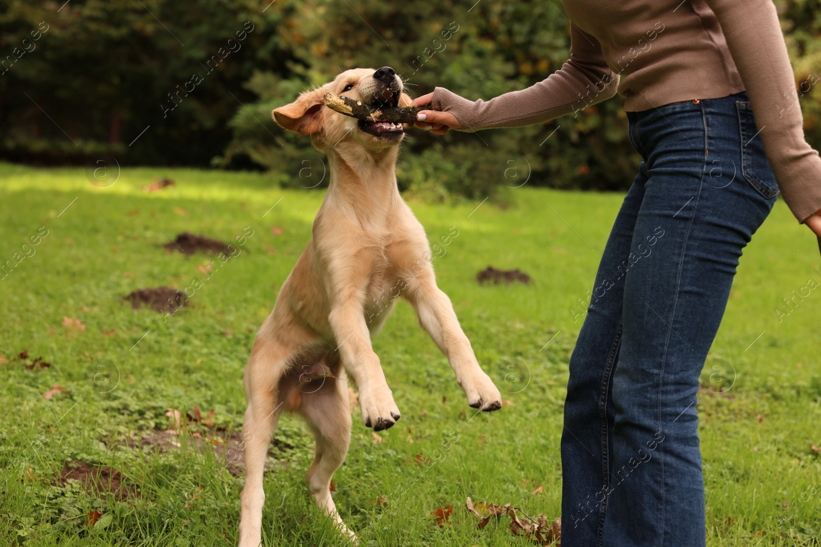 Photo of Woman playing with adorable Labrador Retriever puppy on green grass in park, closeup