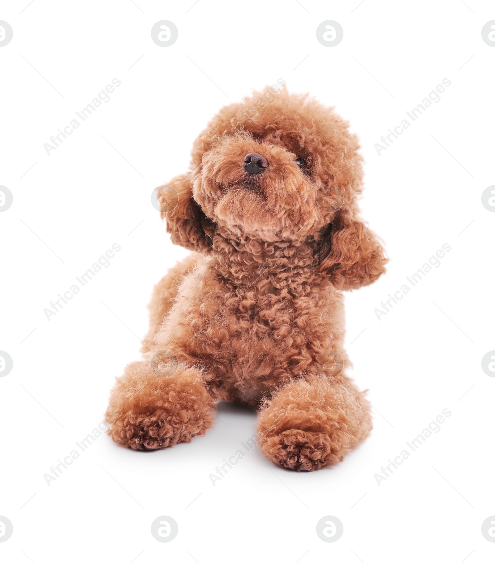 Photo of Cute Maltipoo dog on white background. Lovely pet