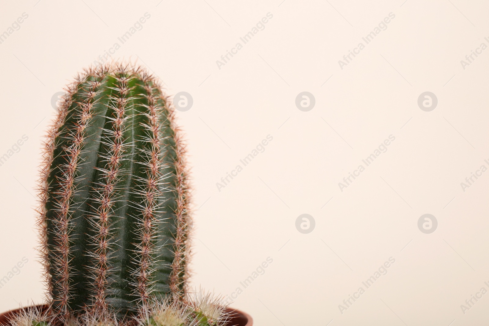 Photo of Beautiful green cactus on white background, space for text. Tropical plant