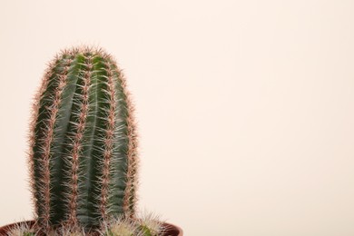 Beautiful green cactus on white background, space for text. Tropical plant