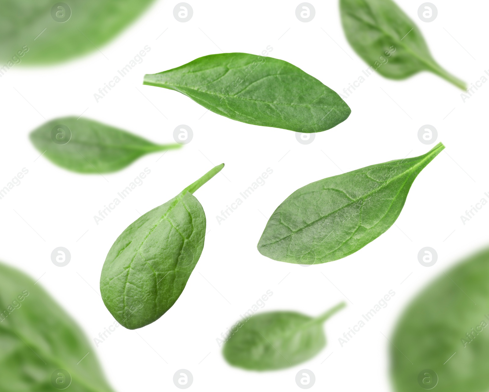 Image of Fresh green spinach leaves falling on white background