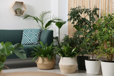 Photo of Relaxing atmosphere. Many different potted houseplants near sofa in room