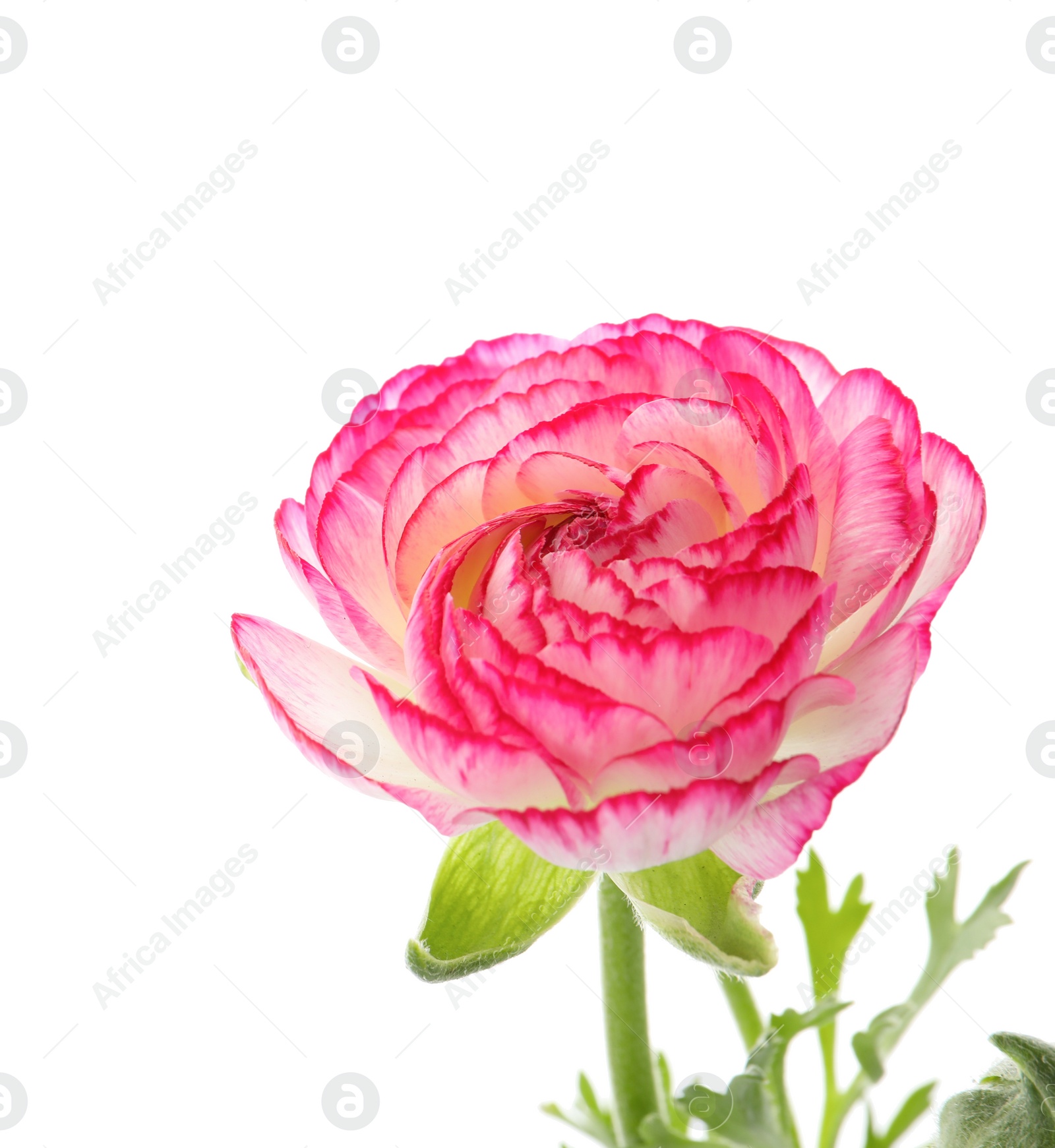 Photo of Beautiful pink ranunculus flower on white background