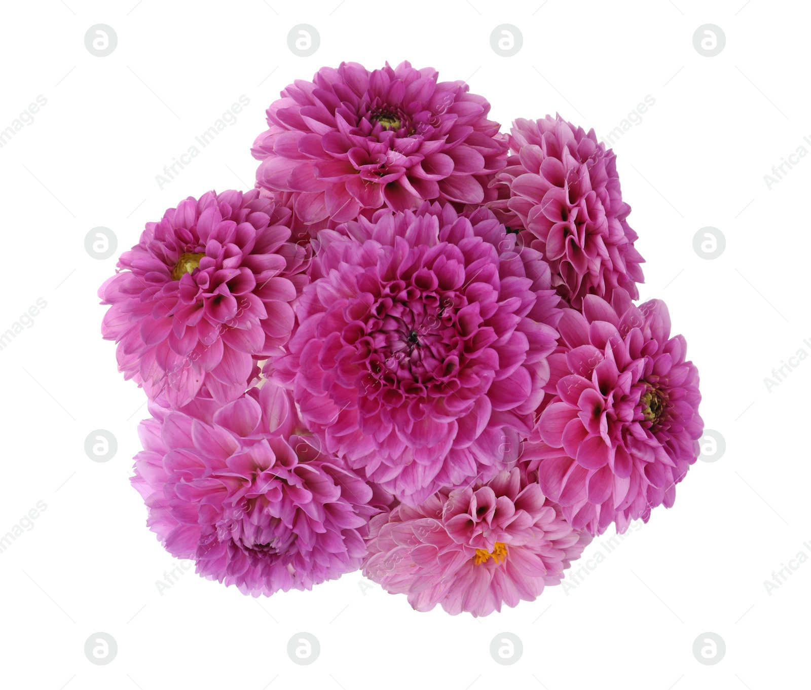 Photo of Beautiful violet dahlia flowers on white background