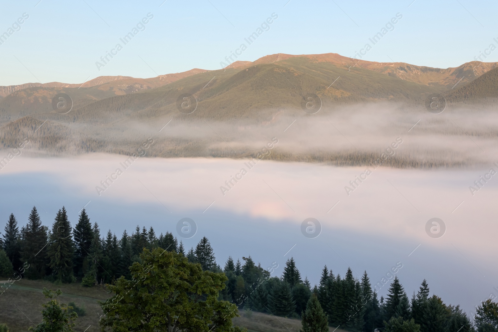 Photo of Picturesque view foggy forest in mountains on morning