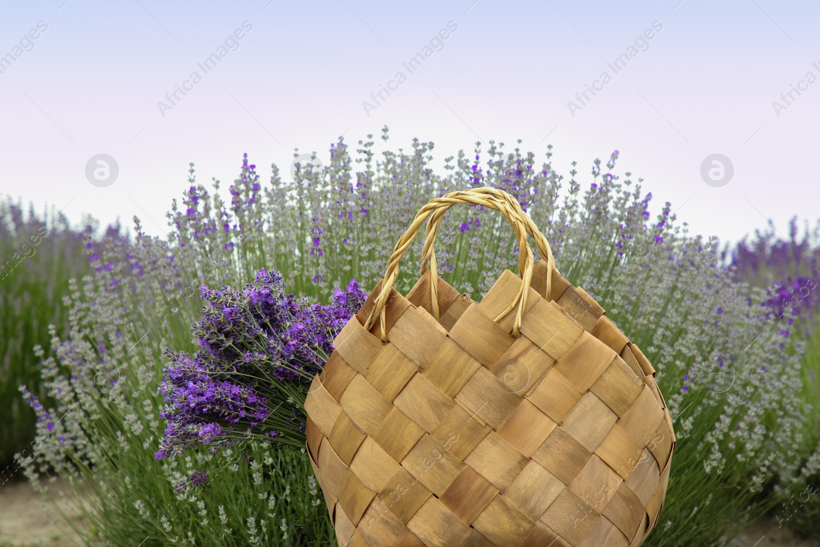 Photo of Wicker bag with beautiful lavender flowers in field