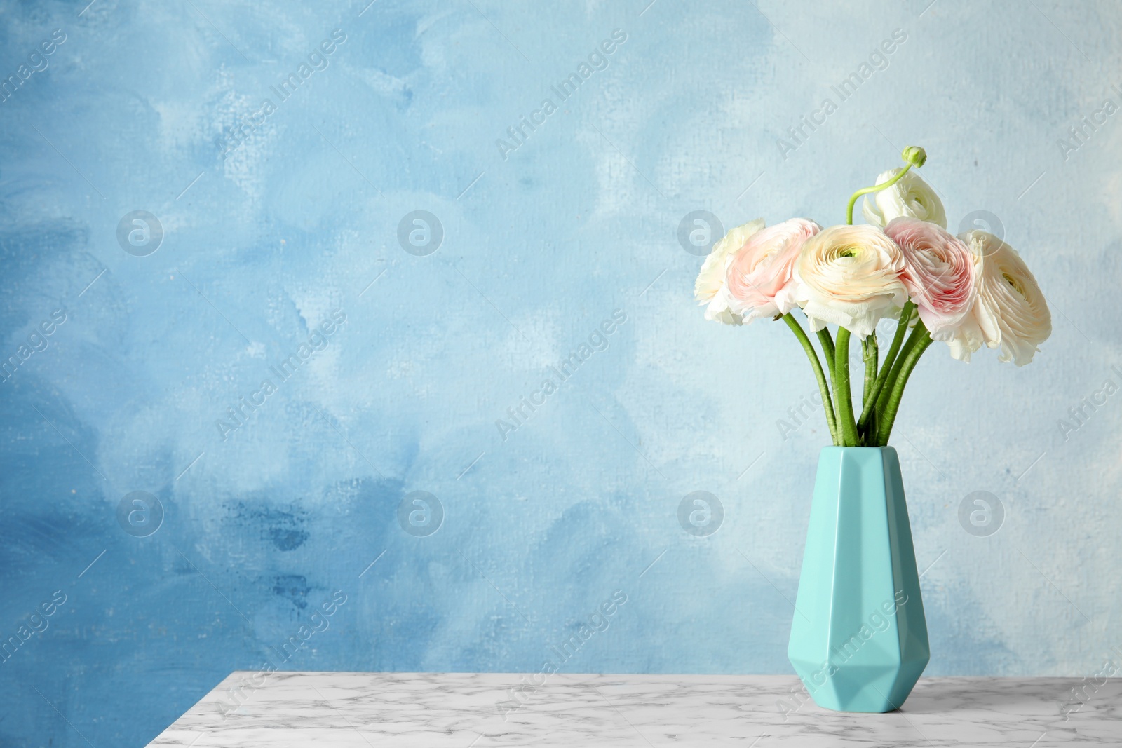 Photo of Vase with beautiful ranunculus flowers on table against color background, space for text