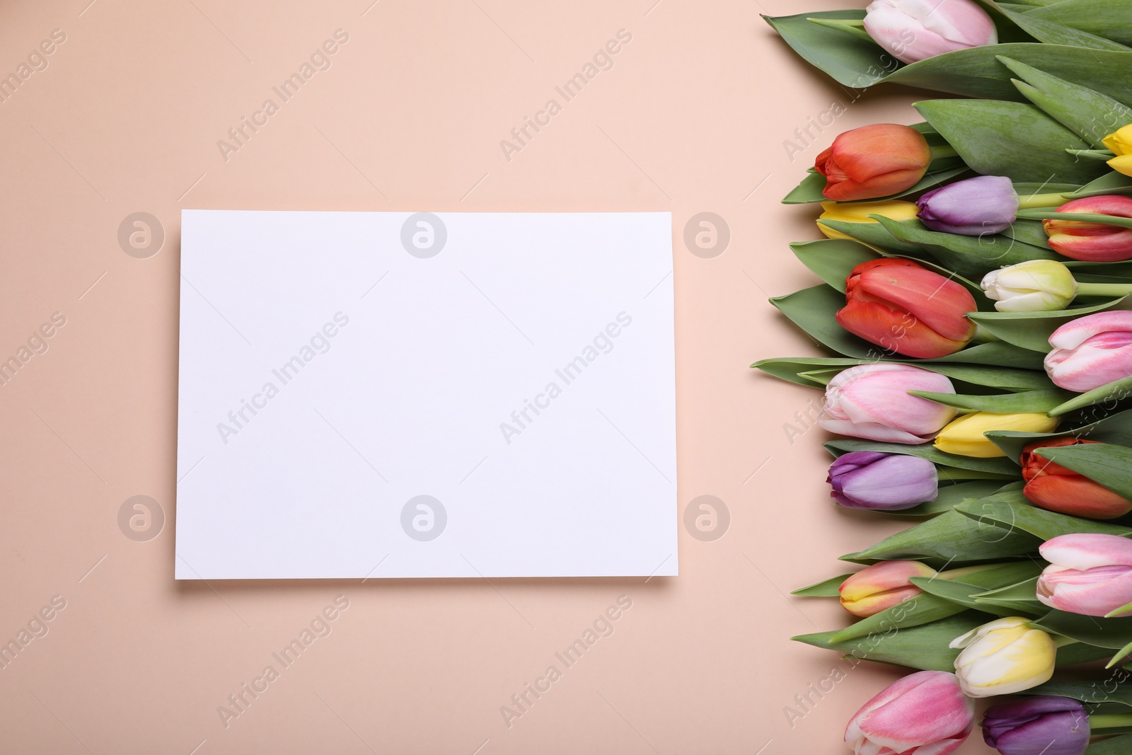 Photo of Beautiful tulips and blank card on pale pink background, flat lay