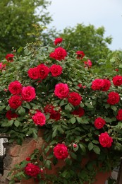 Photo of Beautiful blooming rose bush near old building outdoors