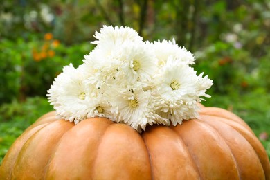 Photo of Pumpkin with beautiful chrysanthemum flowers in garden, closeup