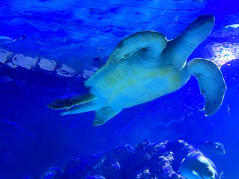 Photo of Beautiful turtle swimming in sea, low angle view. Underwater world