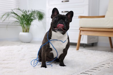 Photo of Naughty French Bulldog with electrical wire on carpet in room