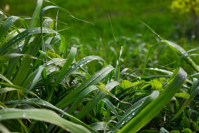 Photo of Green grass covered with raindrops growing outdoors, closeup