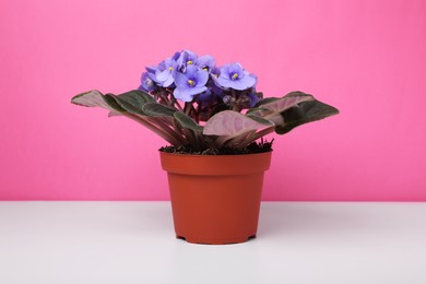 Beautiful potted violet flower on white table against pink background