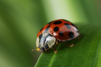 Photo of Red ladybug on green leaf against blurred background, macro view