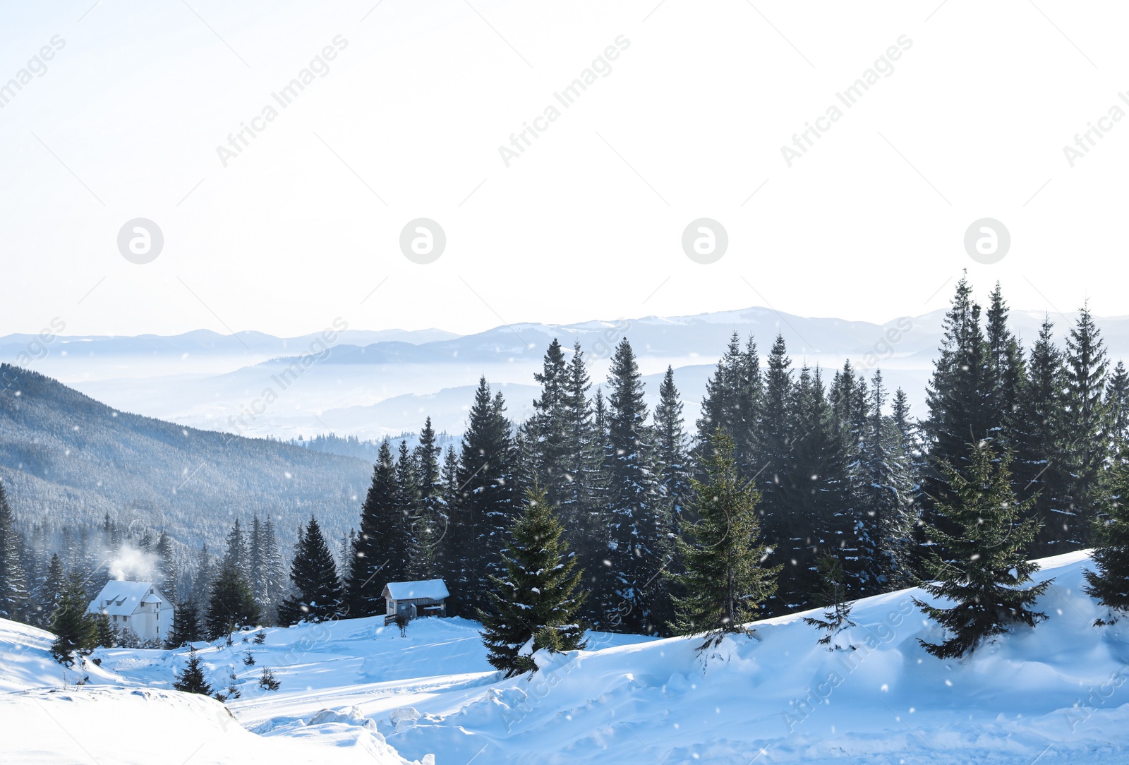 Photo of Beautiful view of conifer forest and cottages covered with snow on winter day