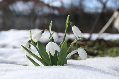 Beautiful blooming snowdrops growing in snow outdoors. Spring flowers