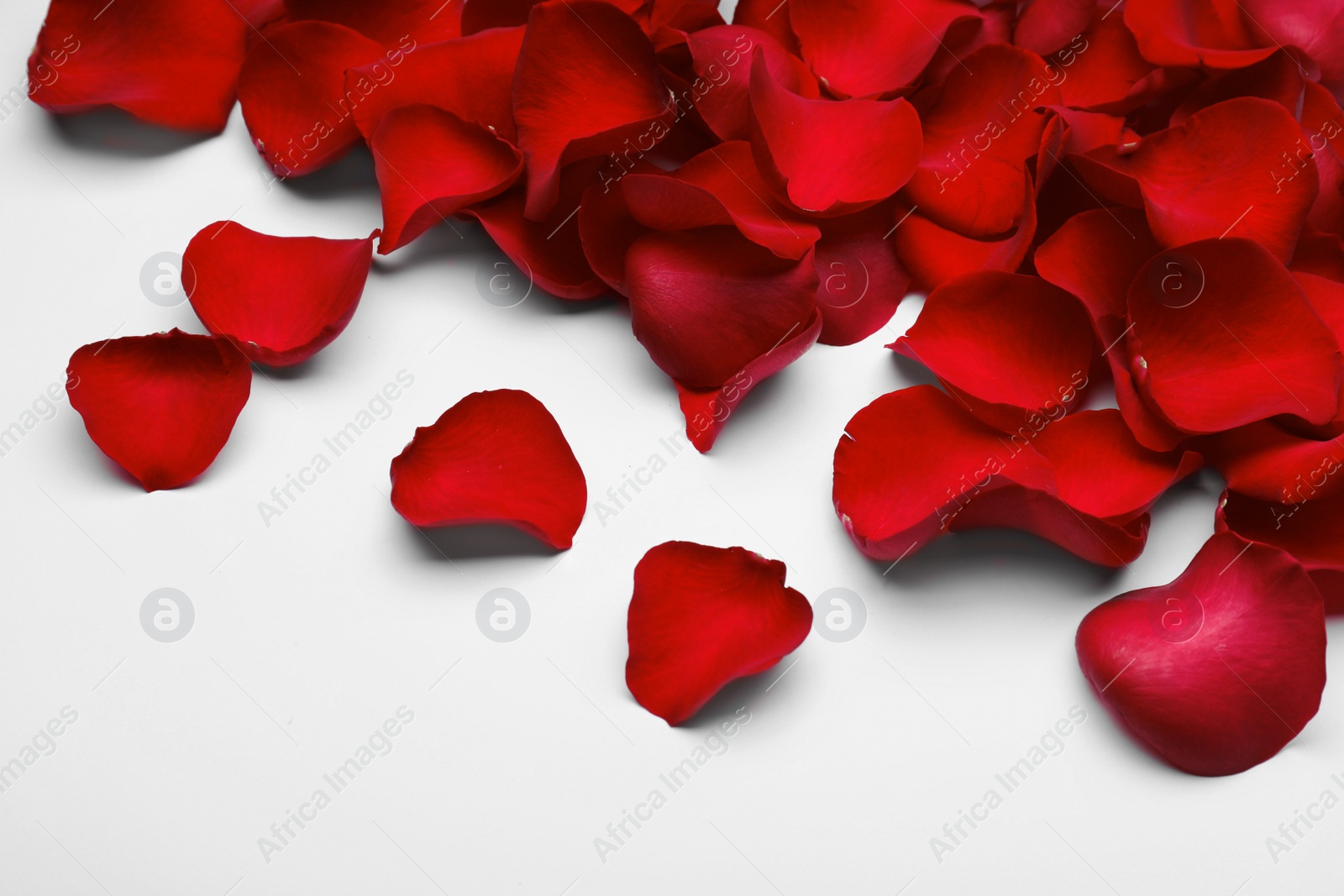 Photo of Pile of red rose petals on white background