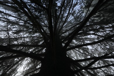 Beautiful coniferous tree growing outdoors, low angle view