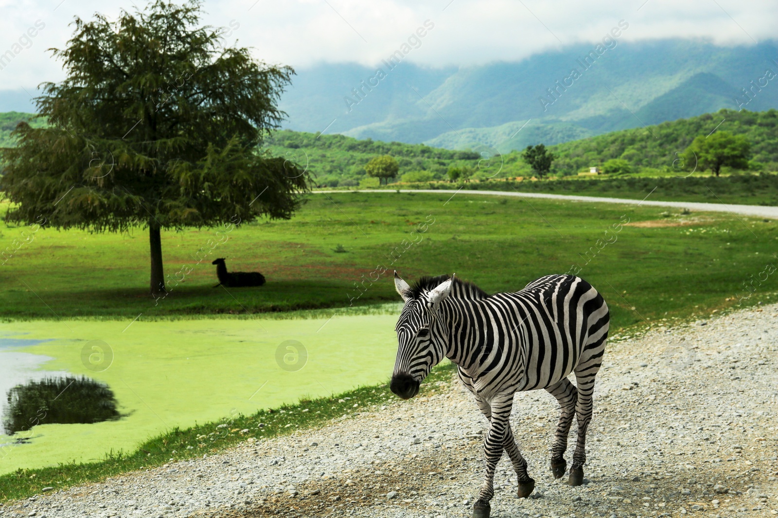 Photo of Beautiful striped African zebra in safari park