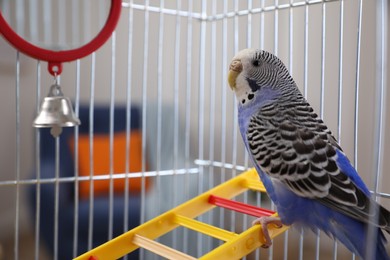 Photo of Beautiful light blue parrot in cage indoors. Cute pet