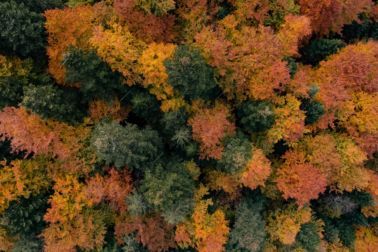 Image of Aerial view of beautiful forest on autumn day