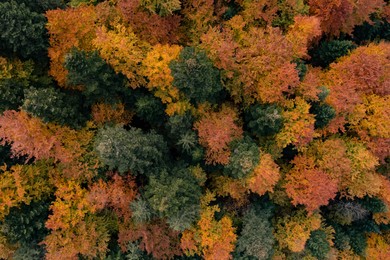 Image of Aerial view of beautiful forest on autumn day