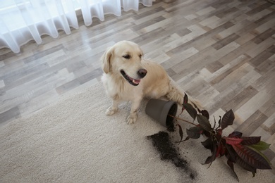 Photo of Cute Golden Retriever dog near overturned houseplant on light carpet at home