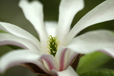 Photo of Beautiful magnolia flower on blurred background, closeup