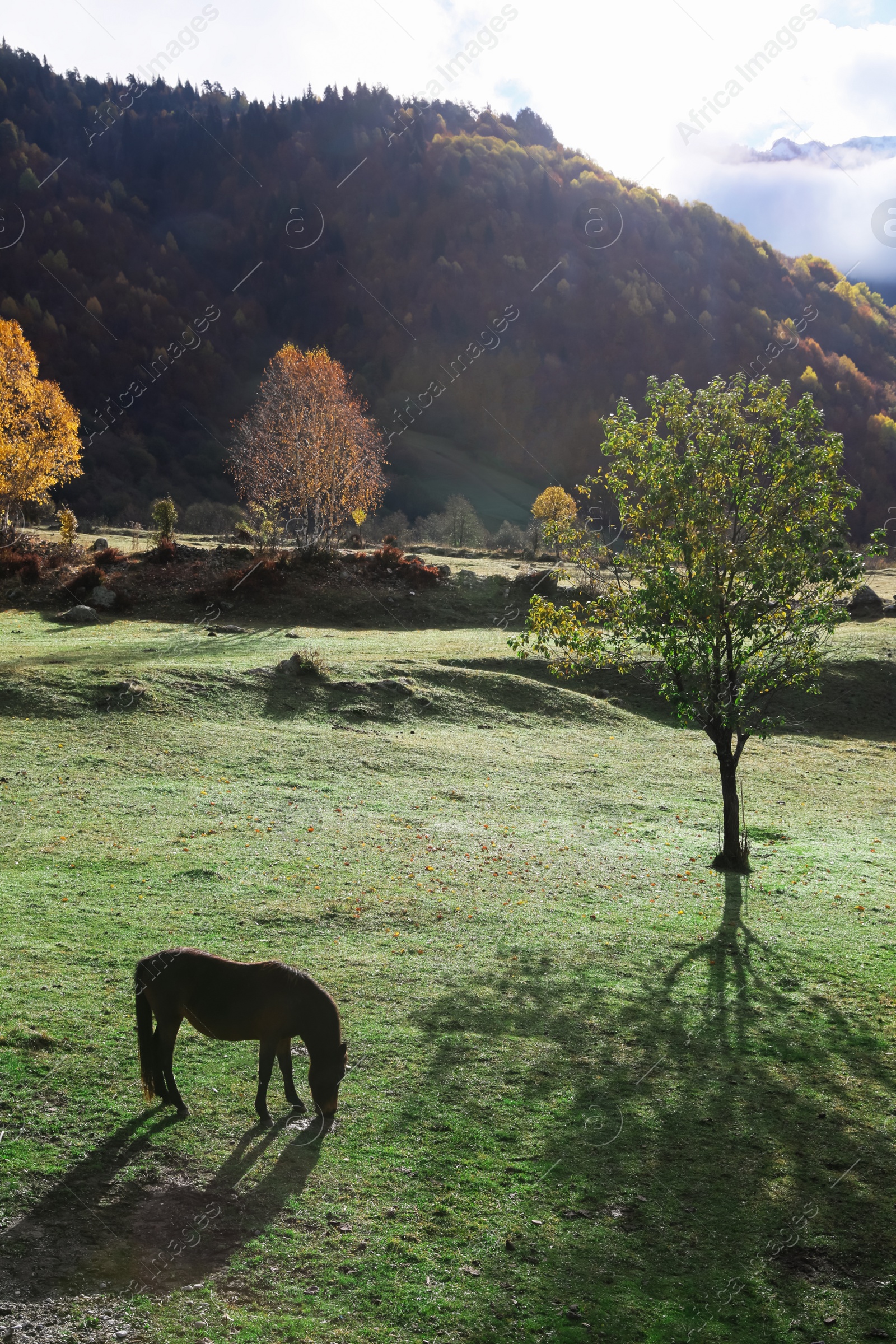 Photo of Brown horse grazing in mountains on sunny day. Beautiful pet