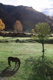 Photo of Brown horse grazing in mountains on sunny day. Beautiful pet