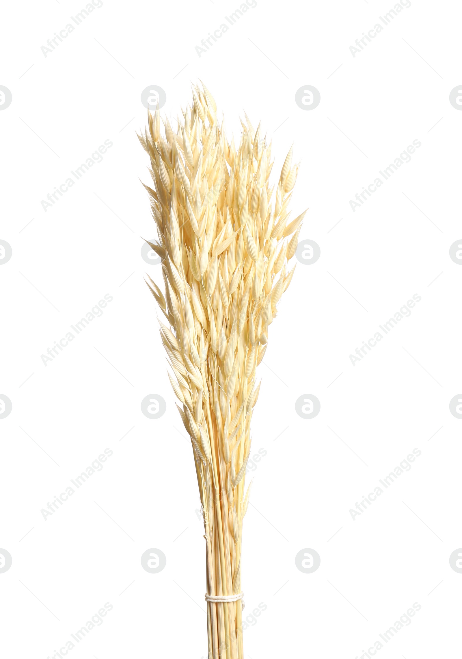 Photo of Bouquet of dried flowers on white background