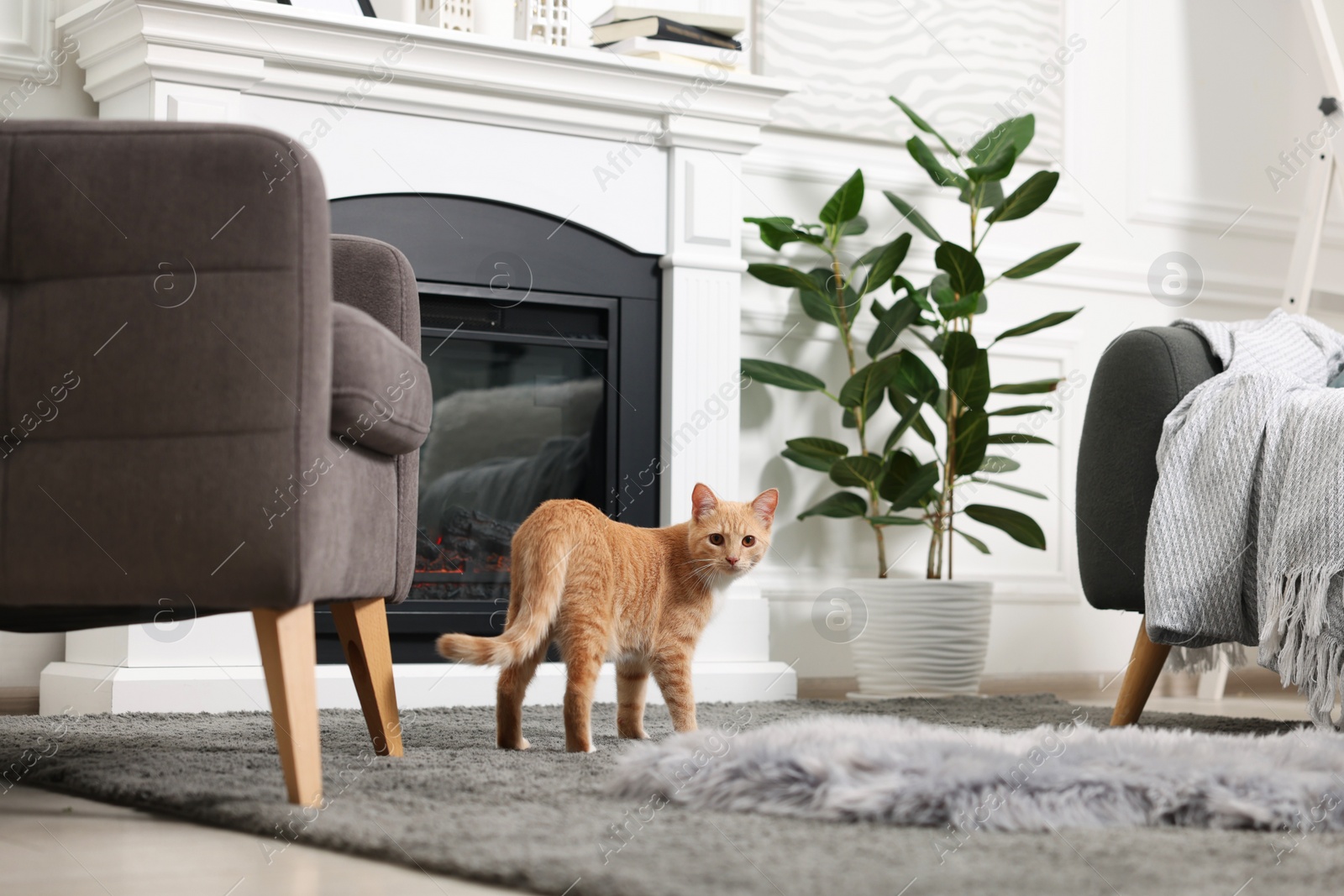 Photo of Cute ginger cat near fireplace at home